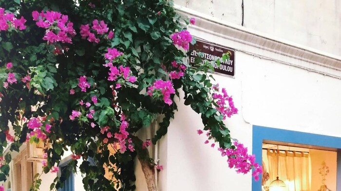 बोगनविलिया दक्षिण अमेरिका का मूल निवासी है