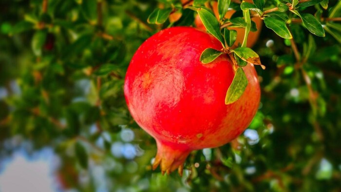 प्रतीकात्मक तस्वीर
