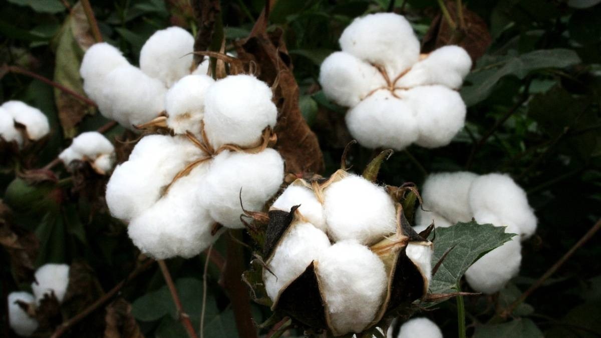 कपास की खेती में करें इस खाद का इस्तेमाल