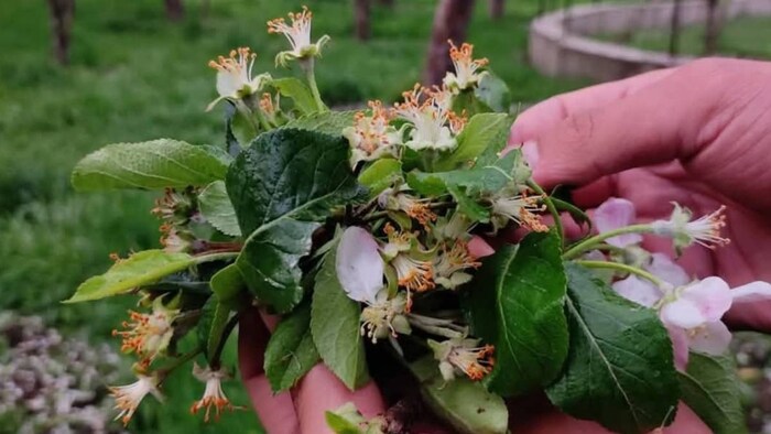 ओलावृष्टि से सेब की फसल तबाह