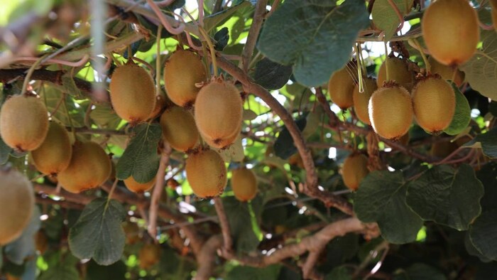 सांकेतिक तस्वीर