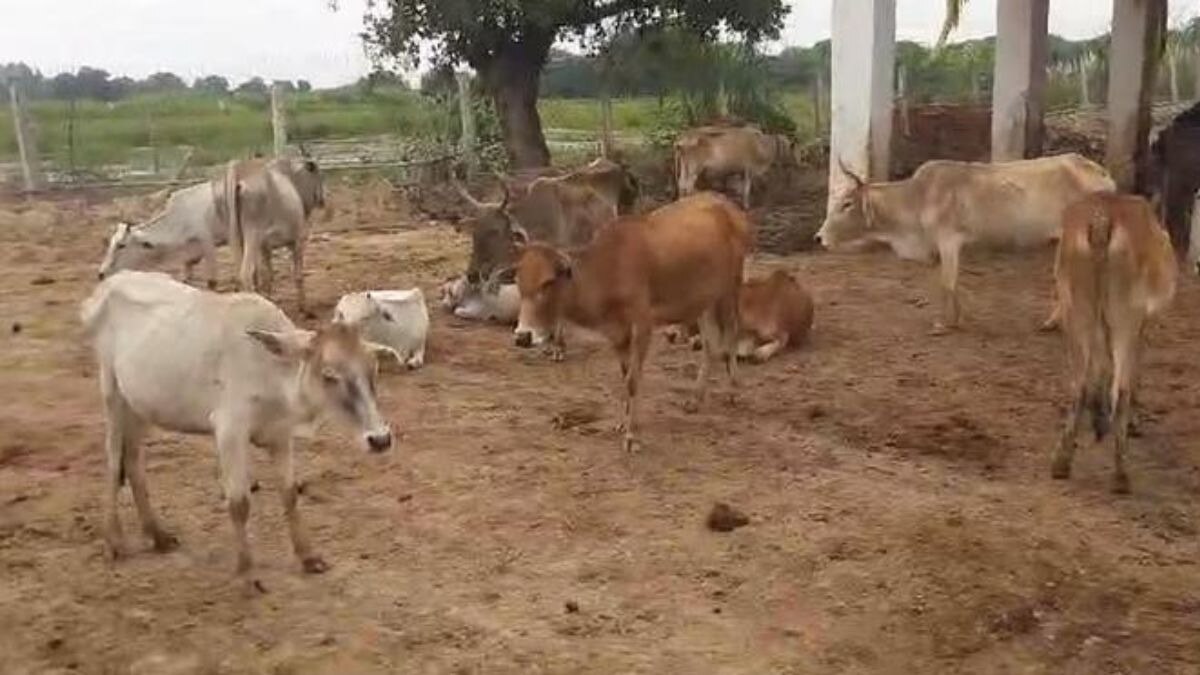 आवारा पशु