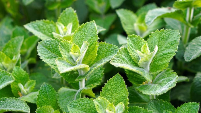 प्रतीकात्मक तस्वीर