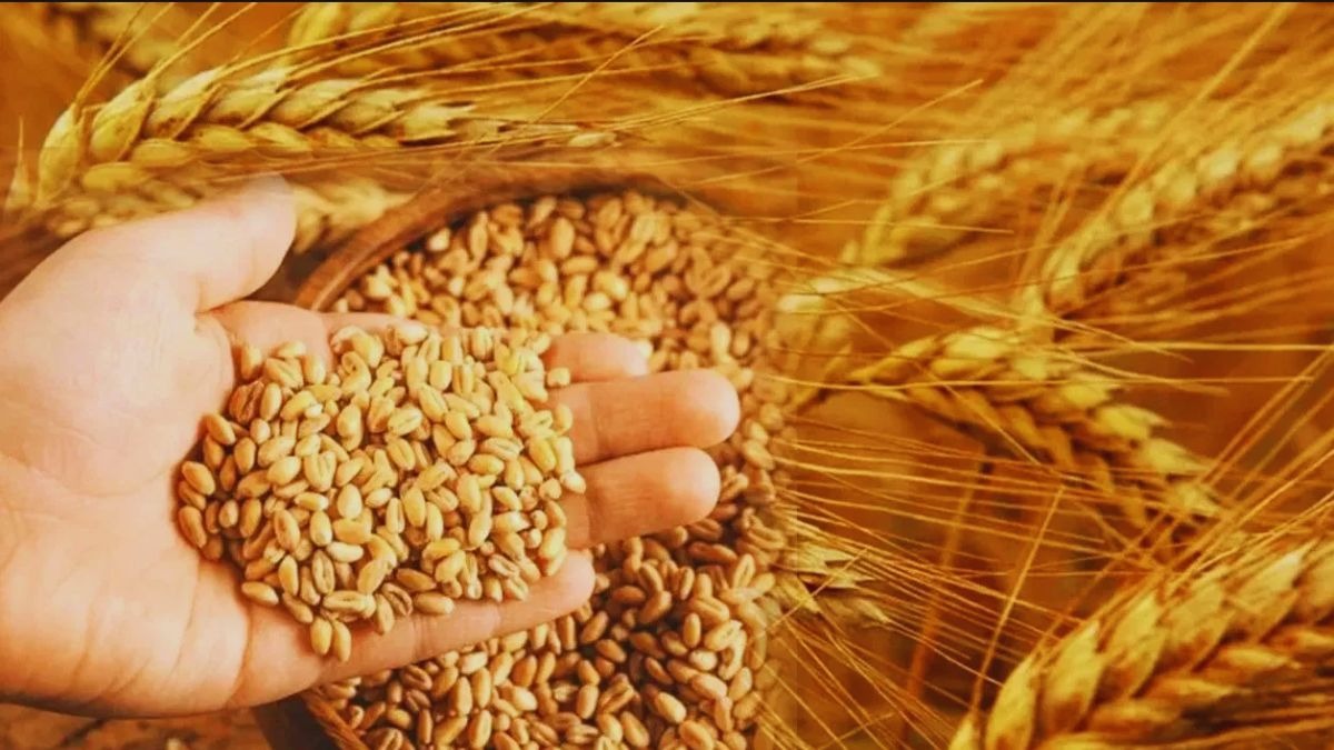 गेहूं की पैदावार