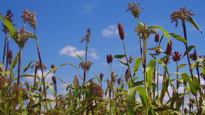 ज्वार का चारा