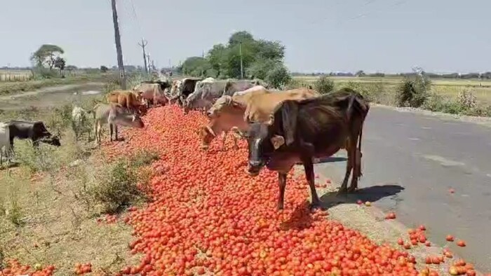 Hundreds of kilos of tomatoes were thrown on the roadside