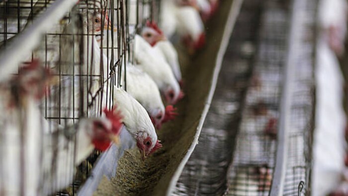 उत्तराखंड में छोटे किसानों का बड़ा कारनामा (प्रतीकात्मक तस्वीर/गेटी इमेज)