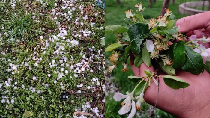 ओलावृष्टि ने किया कश्मीर के किसानों को तबाह