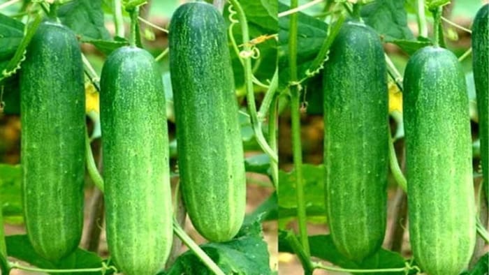 Cucumber Farming