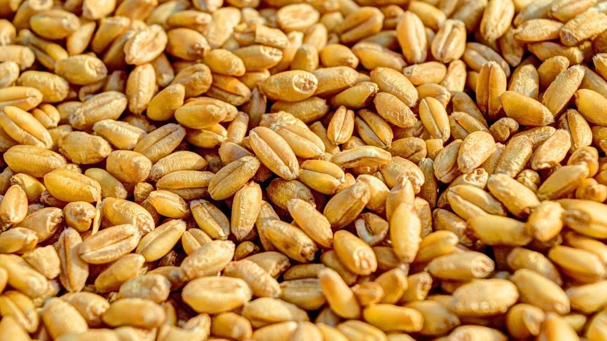 गेहूं का मंडी भाव