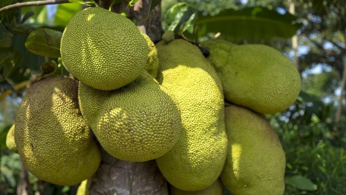 कटहल सदियों से भारतीय खेती का हिस्सा रहा है