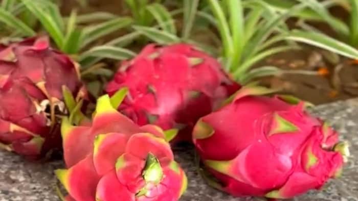 Shivraj Singh cultivate dragon fruit