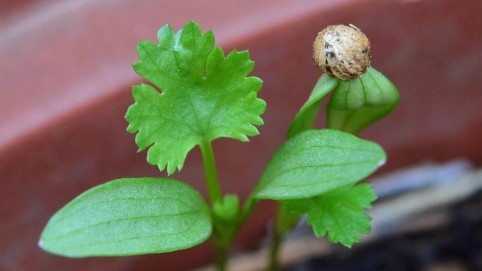 किचन गार्डन में लगे धनिया पर अपनाएं यह मैजिक 'ट्रिक,'  हमेशा रहेगा हरा-भरा  किचन गार्डन में लगे धनिया पर अपनाएं यह मैजिक 'ट्रिक,'  हमेशा रहेगा हरा-भरा