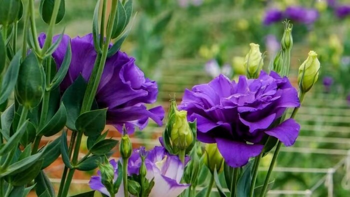 Lisianthus flower