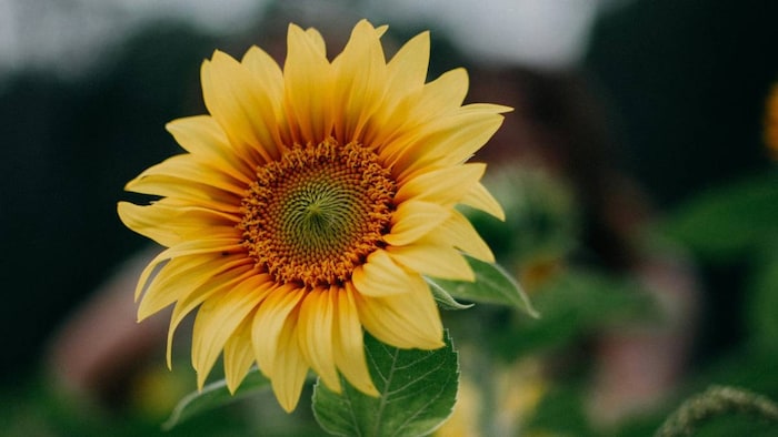 प्रतीकात्मक तस्वीर