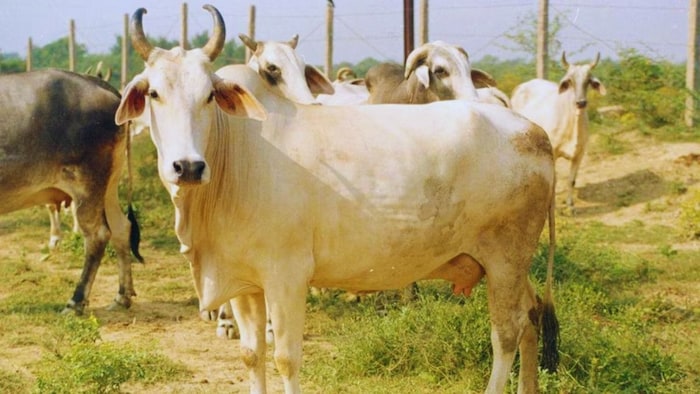 गाय की देसी नस्ल