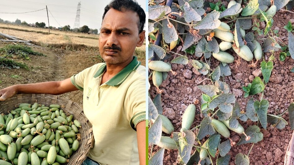 सोनभद्र के किसान शिवपूजन ने परवल की खेती में किया सफल प्रयोग, इस तकनीक से हो रहा बंपर उत्पादन सोनभद्र के किसान शिवपूजन ने परवल की खेती में किया सफल प्रयोग, इस तकनीक से हो रहा बंपर उत्पादन