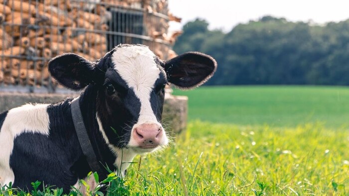 अमेरिका से मक्खन और चीज कैसे होगा आयात