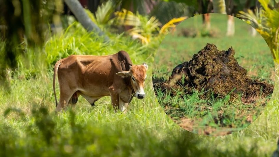 गोबर बना सोने की खदान! खजूर की खेती के लिए है वरदान...अरब देशों में बढ़ी इसकी डिमांड गोबर बना सोने की खदान! खजूर की खेती के लिए है वरदान...अरब देशों में बढ़ी इसकी डिमांड