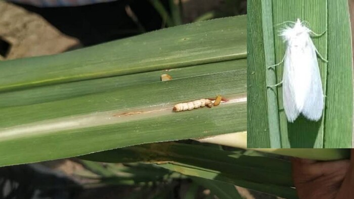 pest attack on Sugarcane