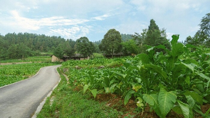 Tobacco farming License Validity Increased