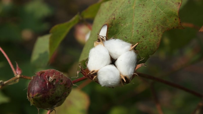महाराष्ट्र में कपास की खेती बड़े पैमाने पर होती है
