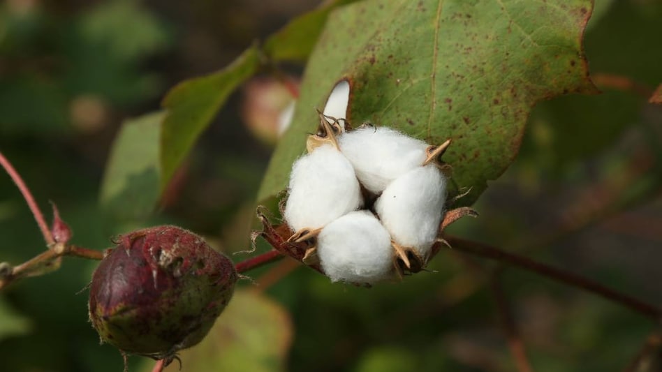 महाराष्ट्र में मध्य प्रदेश और गुजरात से पहुंच रहे कपास के नकली बीज, किसानों और अधिकारियों की टेंशन बढ़ी महाराष्ट्र में मध्य प्रदेश और गुजरात से पहुंच रहे कपास के नकली बीज, किसानों और अधिकारियों की टेंशन बढ़ी