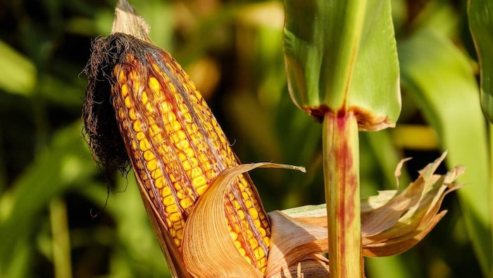 प्रतीकात्मक तस्वीर