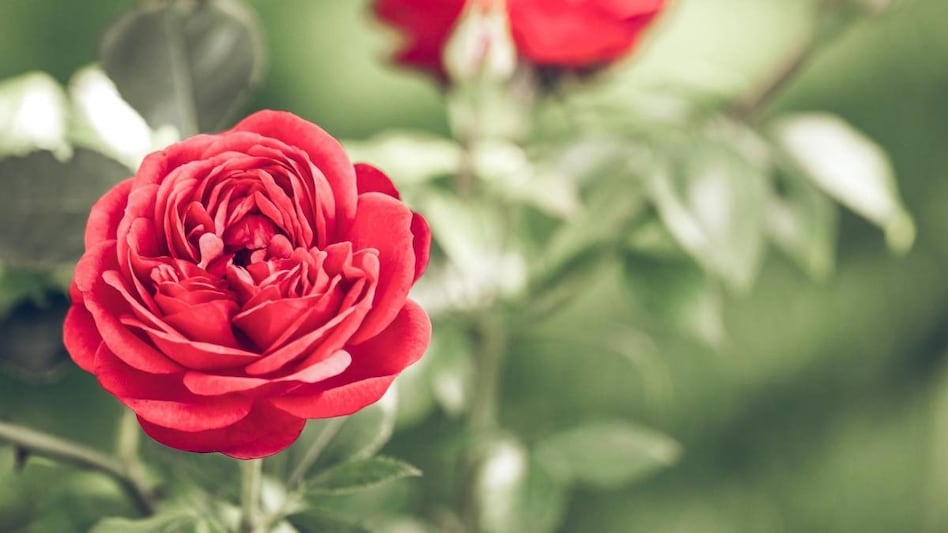 गुलाब चाहिए बेमिसाल? जानिए चिलचिलाती गर्मी और 45 डिग्री में भी कैसे रखें खास ख्याल! गुलाब चाहिए बेमिसाल? जानिए चिलचिलाती गर्मी और 45 डिग्री में भी कैसे रखें खास ख्याल!