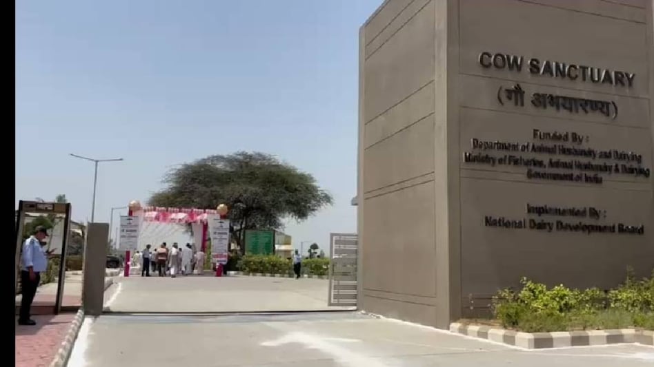 मुजफ्फरनगर में शुरू हुई देश की सबसे बड़ी काऊ सेंक्चुरी, 5000 निराश्रित गोवंशों की होगी देखभाल मुजफ्फरनगर में शुरू हुई देश की सबसे बड़ी काऊ सेंक्चुरी, 5000 निराश्रित गोवंशों की होगी देखभाल