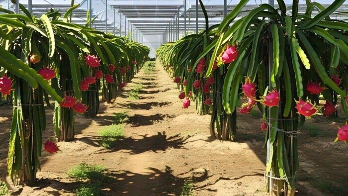 Dragon Fruit Farming