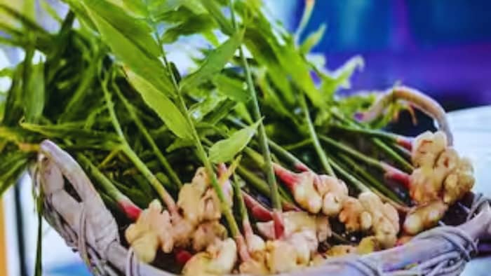 अदरक की खेती