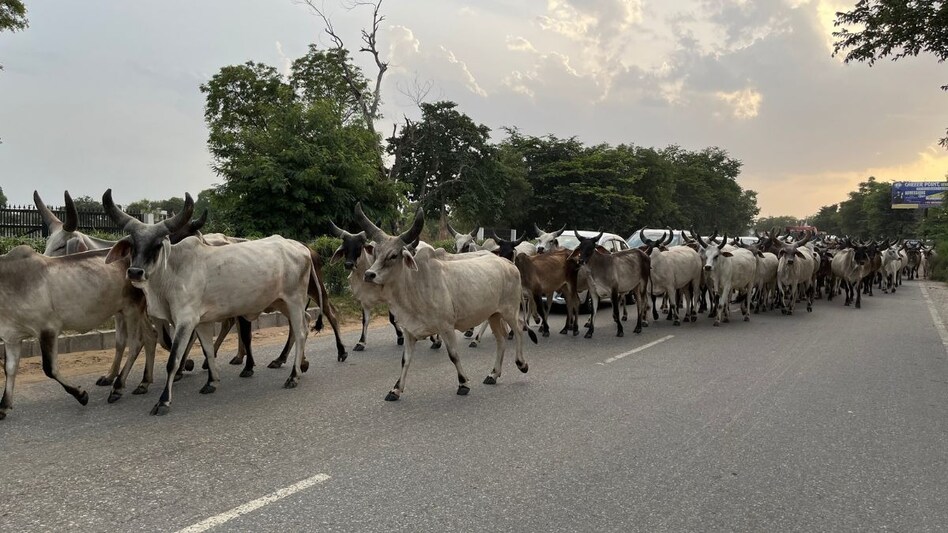 Cow: गाय ने पॉलिथीन खाई है, ये लक्षण देखकर घर पर ही ऐसे शुरू कर दें इलाज, पढ़ें डिटेल Cow: गाय ने पॉलिथीन खाई है, ये लक्षण देखकर घर पर ही ऐसे शुरू कर दें इलाज, पढ़ें डिटेल