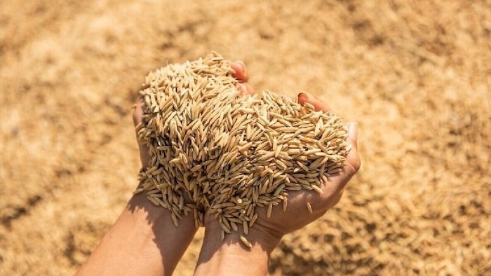 Odisha Rabi Season paddy Procurement