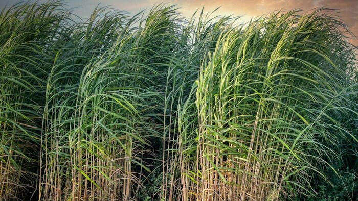 यूपी के गन्ना किसानों को बड़ी सौगात