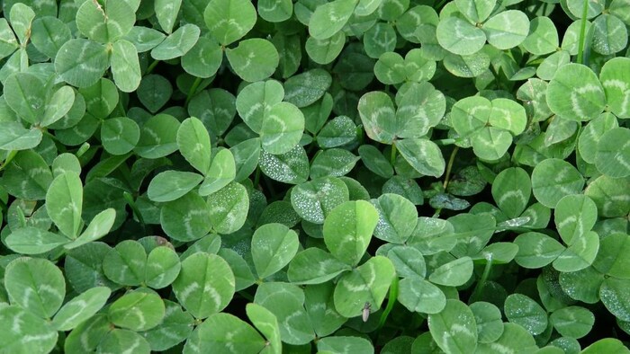 प्रतीकात्मक तस्वीर