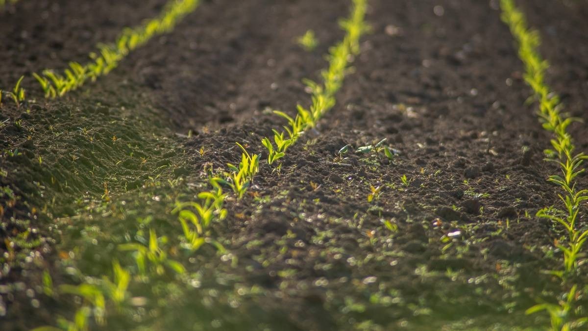 अब फसल बीमा में टेक्नोलॉजी का प्रयोग करेंगे किसान