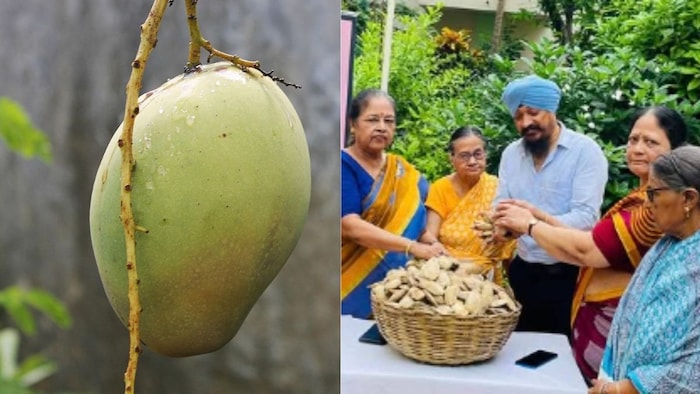 'मैंगो मैन' जसमीत और उनका खास मिशन