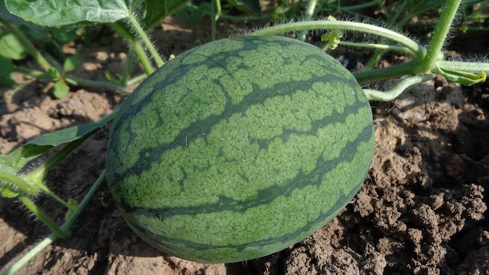 बालकनी में भी उगाया जा सकता है तरबूज