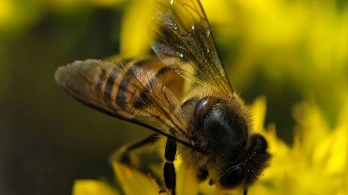 मधुमक्खी पालन से मालामाल हुआ हिमाचल का किसान