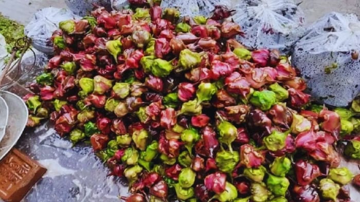 सिंघाड़े की पैदावार