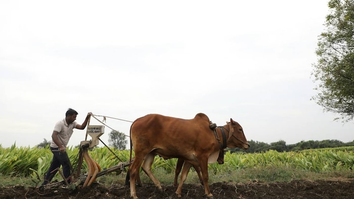 प्रतीकात्मक तस्वीर