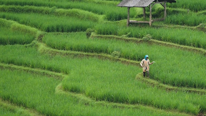 नैचुरल फार्मिंग में आगे बढ़ता हिमाचल का छोटा सा गांच (प्रतीकात्मक तस्वीर)