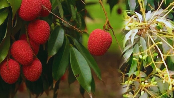 लीची की खेती