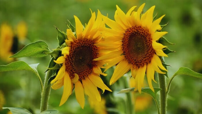 सूरजमुखी उत्पादन