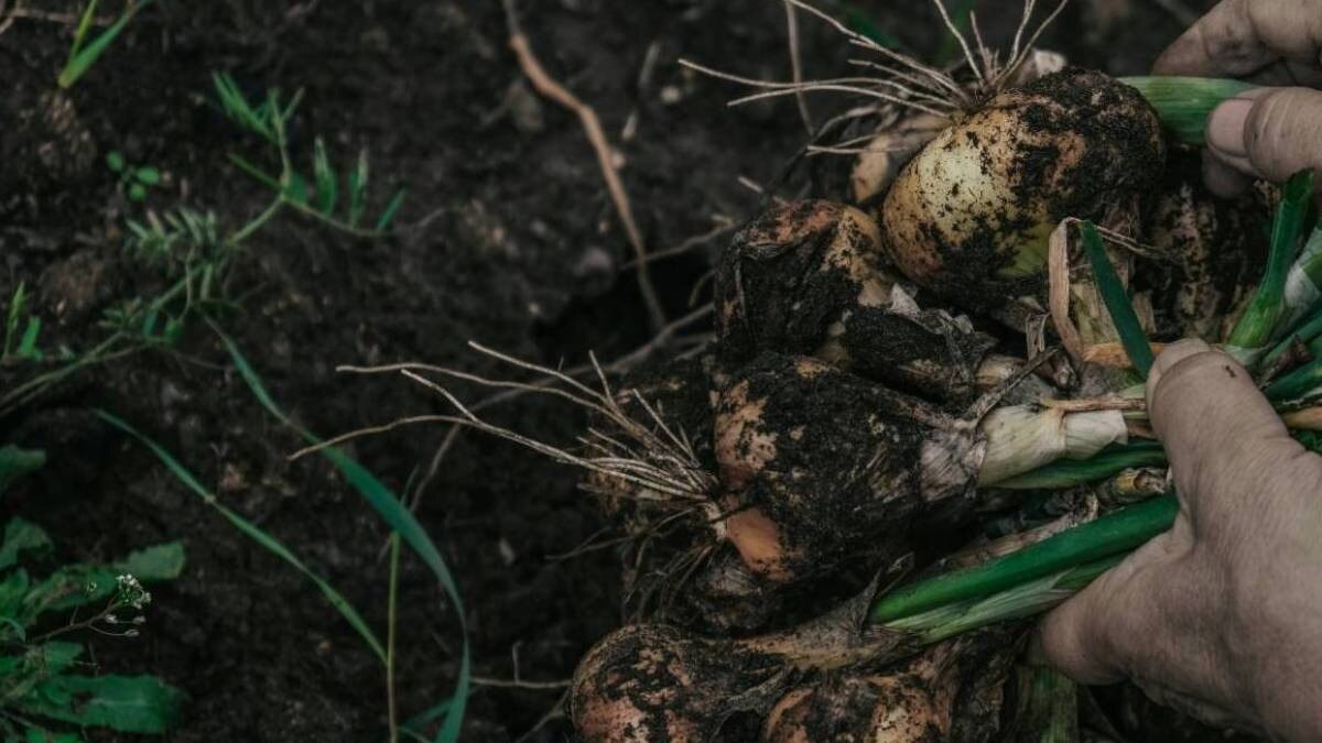 महाराष्ट्र में नहीं मिल रहे खेती के काम के लिए मजदूर