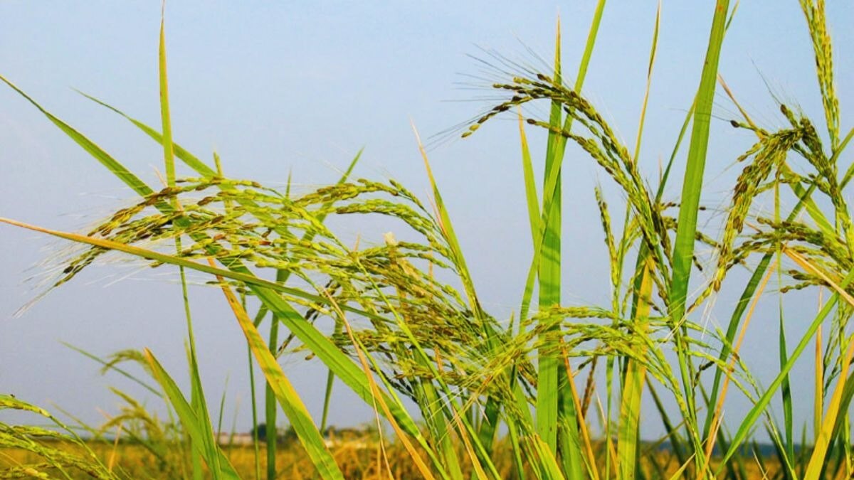 धान की खेती