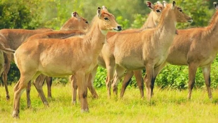 नीलगाय से फसल बचाने के टिप्स