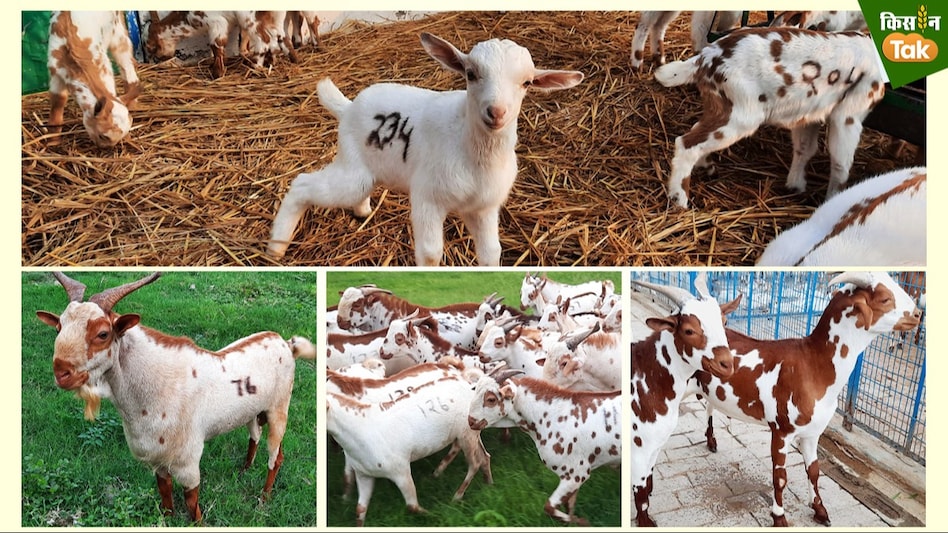 Goat Meat: बकरी पालन से ज्यादा और जल्दी मुनाफा देता है बकरा पालन, जानें एक्सपर्ट की राय Goat Meat: बकरी पालन से ज्यादा और जल्दी मुनाफा देता है बकरा पालन, जानें एक्सपर्ट की राय