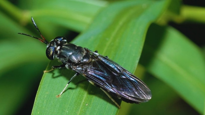 ब्लैक सोल्जर मक्खी